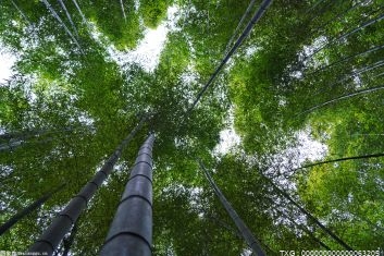 中国为亚太地区森林发展做出巨大贡献