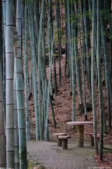 大力保护和培育优质竹林资源 构建完备的现代竹产业体系