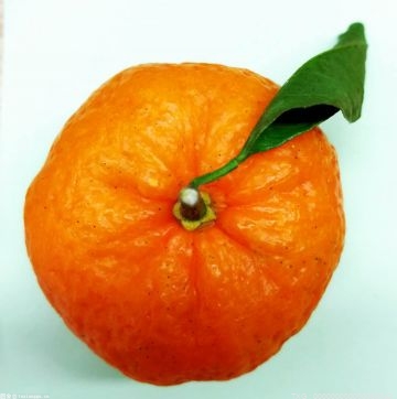 柑橘类水果喜迎丰收 辖区共出口水果2874.8吨