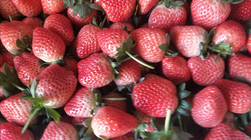 河间市草莓种植园 吸引市民慕名前来采摘