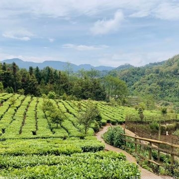 淳安：以有机茶产业发展为抓手 带动农民增收