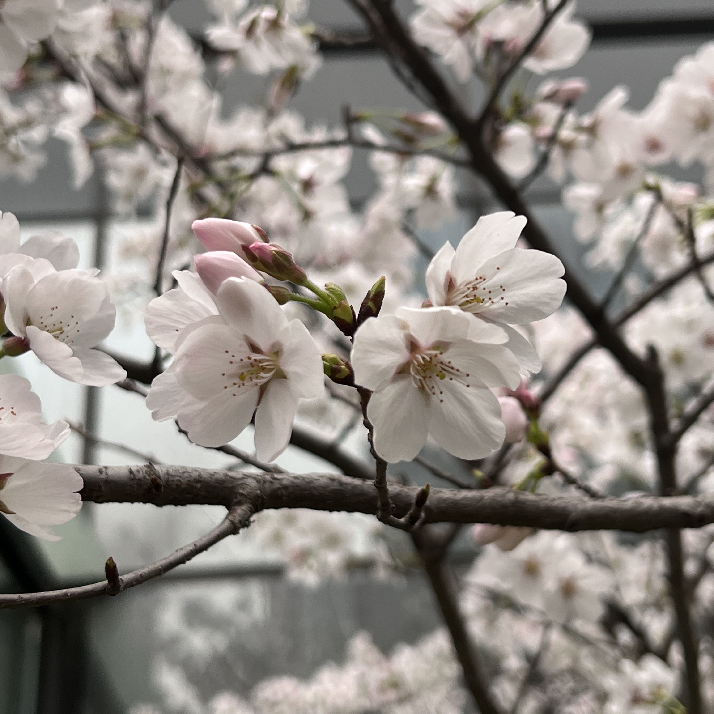 春日的校园百花绽放 南京高校通过镜头传递春日美景