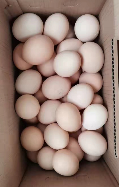 煮鸡蛋时间久了蛋黄上有层黑膜是致癌物是真的吗？鸡蛋有哪些营养？